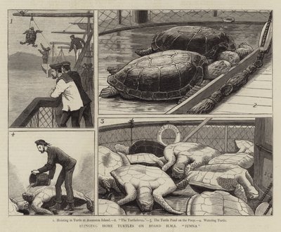 Heimbringen von Schildkröten an Bord der HMS Jumna von John Charles Dollman