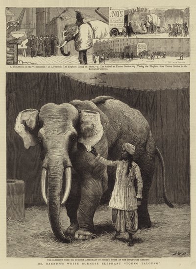 Mr. Barnums weißer burmesischer Elefant Toung Taloung von John Charles Dollman
