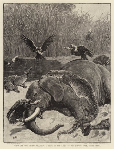 Wie sind die Mächtigen gefallen!, eine Szene am Ufer des Limpopo-Flusses, Südafrika von John Charlton