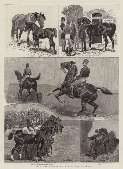 Leben und Karriere eines Militärpferdes von John Charlton