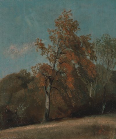 Studie eines Eschenbaums von John Constable
