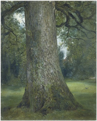 Studie des Stammes einer Ulme, ca. 1824 von John Constable