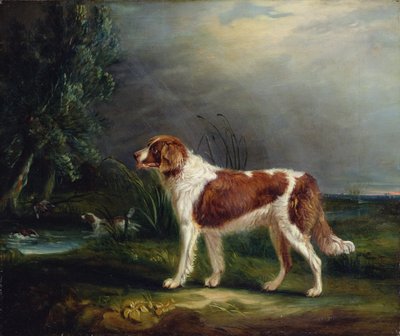 Zwei Spaniels an einem Bach, einer jagt eine Stockente von John E. Ferneley