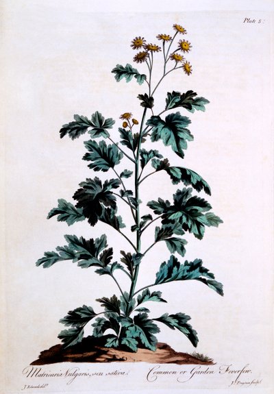 Gemeiner oder Garten-Fieberfew, Illustration aus 