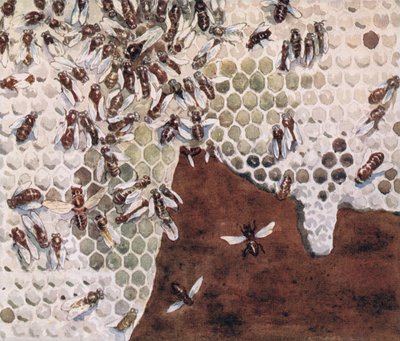 Bienen machen Honig, Illustration aus 