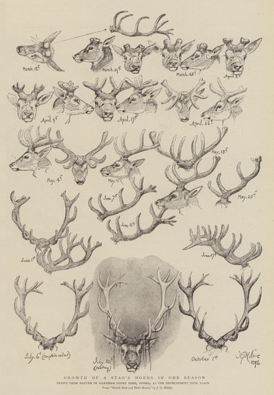 Wachstum eines Hirschgeweihs in einer Saison von John Everett Millais