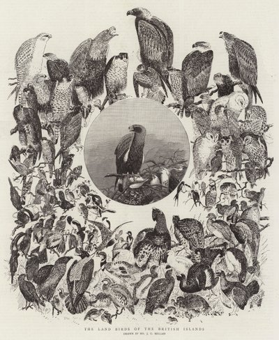 Die Landvögel der Britischen Inseln von John Everett Millais