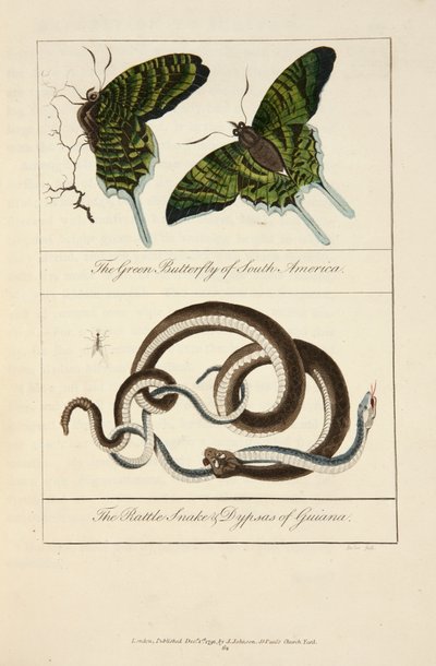 Der grüne Schmetterling Südamerikas und die Klapperschlange und Dypsas von Guiana von John Gabriel Stedman