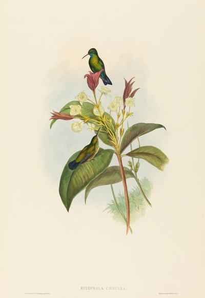 Eucephala caerulea Blaukehlsaphir. Schöpfer: John Gould, Henry Constantine Richter von John Gould and Henry Constantine Richter John Gould and Henry Constantine Richter