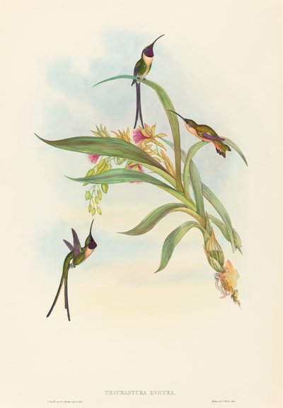 Tharmastura enicura Schlanker Scherenschwanz. Schöpfer: John Gould, Henry Constantine Richter von John Gould and Henry Constantine Richter John Gould and Henry Constantine Richter