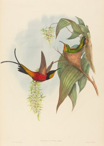 Topaza pyra Fairy Topaz von John Gould and Henry Constantine Richter John Gould and Henry Constantine Richter