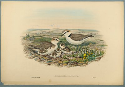 Seeregenpfeifer von John Gould