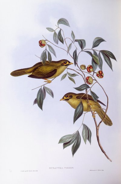 Glockenhonigfresser (Manorina melanophrys), Gravur von John Gould von John Gould