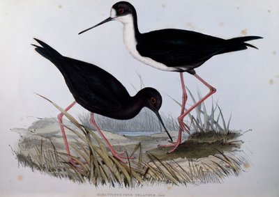 Schwarzer Stelzenläufer (Himantopus novaezelandiae), Gravur aus Birds of Australia von John Gould