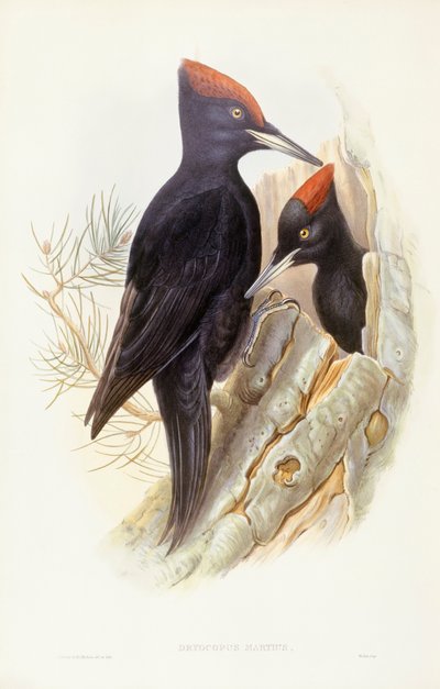 Schwarzspecht, Gravur von John Gould von John Gould