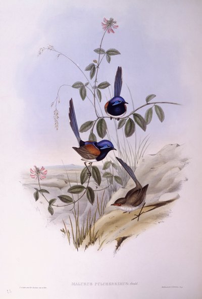 Blaubrust-Fee (Malurus pulcherrimus), Gravur von John Gould von John Gould