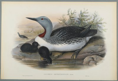Sterntaucher von John Gould