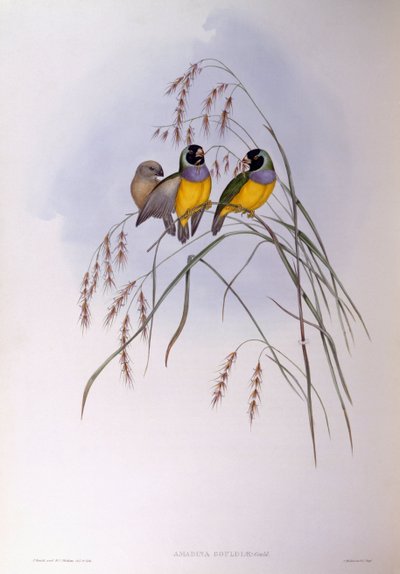 Gouldamadine, Gravur von John Gould von John Gould