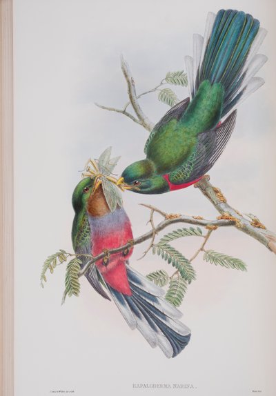 Hapaloderma Narina, Tafel aus Die Vögel von Großbritannien von John Gould, veröffentlicht 1862-73 von John Gould