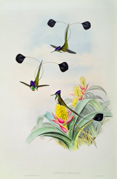 Kolibri, graviert von Walter und Cohn von John Gould