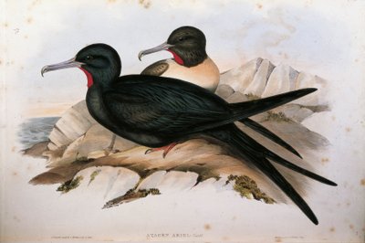 Illustration aus John Goulds "The Birds of Australia" darstellend Lesser Fregattenvogel Fregata ariel, von Oscar Dressler von John Gould