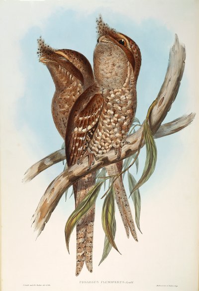 Illustration aus John Goulds "Die Vögel Australiens" darstellend Eulenschwalm (Podargus strigoides), von Oscar Dressler von John Gould
