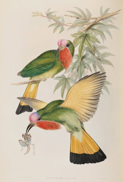 Eisvogel (Nyctiornis Amictus) aus Vögel Asiens von John Gould