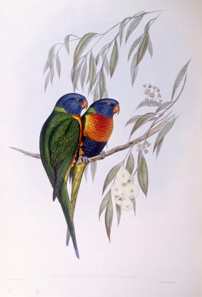 Ornate Lorikeet (Trichoglossus ornatus), Gravur von John Gould von John Gould