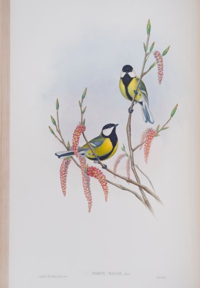 Parus Major, Tafel aus Die Vögel von Großbritannien von John Gould, veröffentlicht 1862-73 von John Gould