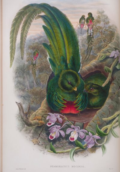 Pharomacrus Mocinno, Tafel aus Die Vögel von Großbritannien von John Gould, veröffentlicht 1862-73 von John Gould