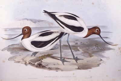 Rotschnabel-Avocet (Recurvirostra novaehollandiae) von John Gould