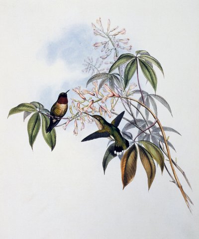 Rubinkehlkolibri (Archilochus colubris), Gravur aus Monograph of Trochilidae or Humming Birds (1849-1861), von John Gould, Vereinigtes Königreich von John Gould