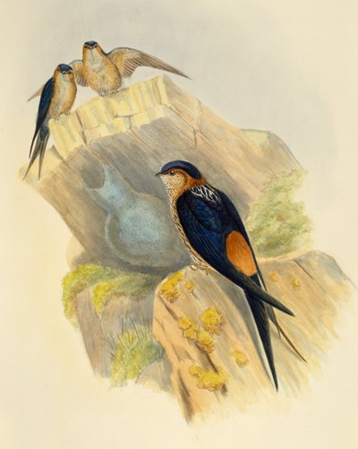 Rostbauchschwalbe (Hirundo daurica), Gravur von John Gould (1804-1881), Vereinigtes Königreich von John Gould
