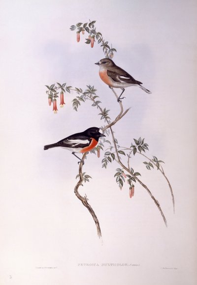 Scharlachroter Waldsänger (Petroica multicolor), Gravur von John Gould von John Gould