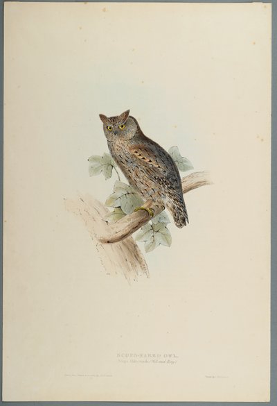 Zwergohreule von John Gould
