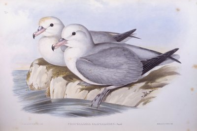 Südlicher Eissturmvogel (Fulmarus glacialoides), Gravur von John Gould von John Gould