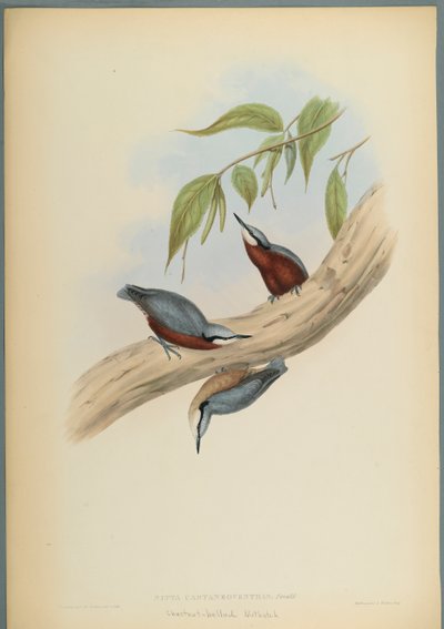 Kastanienbauchkleiber von John Gould