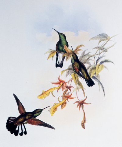 Streifen-Schwanzkolibri, Gravur aus 