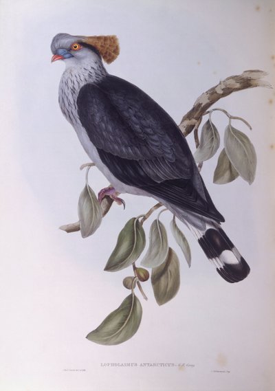 Haubenfruchttaube (Lopholaimus antarcticus) von John Gould