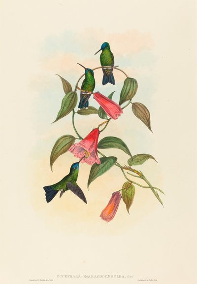 Eucephala smaragdocaerulea (Goulds Waldnymphe) von John Gould and H.C. Richter