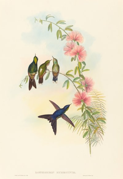 Ramphomicron microrhyncha (Kleinbilled-Dornschwanz) von John Gould and H.C. Richter