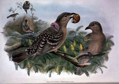 Chlamydera Orientalis (Farblithografie) von John and Hart William Gould