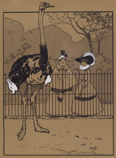 Straußenfedern von John Hassall