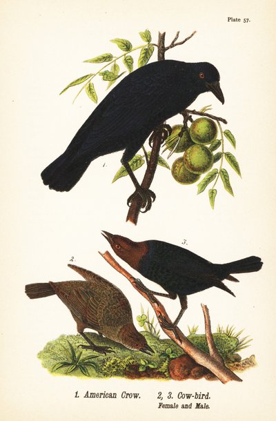 Amerikanerkrähe, Corvus brachyrhynchos 1, und Braunkopf-Kuhstärling, Molothrus ater, Weibchen 2, und Männchen 3 von John James (after) Audubon