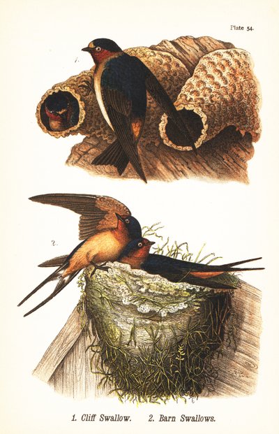 Felsenschwalbe, Petrochelidon pyrrhonota 1, und Rauchschwalbe, Hirundo rustica 2 von John James (after) Audubon