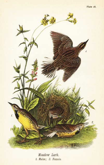 Östliche Wiesenlerche, Sturnella magna von John James (after) Audubon