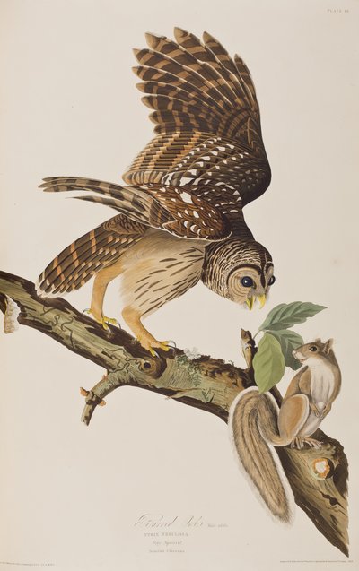 Illustration aus 