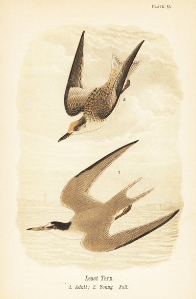 Zwergseeschwalbe, Sternula antillarum, adult 1, Jungvogel, Herbstkleid 2 von John James (after) Audubon