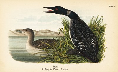 Eistaucher, Gavia immer, Jungtier im Winter und Erwachsener von John James (after) Audubon