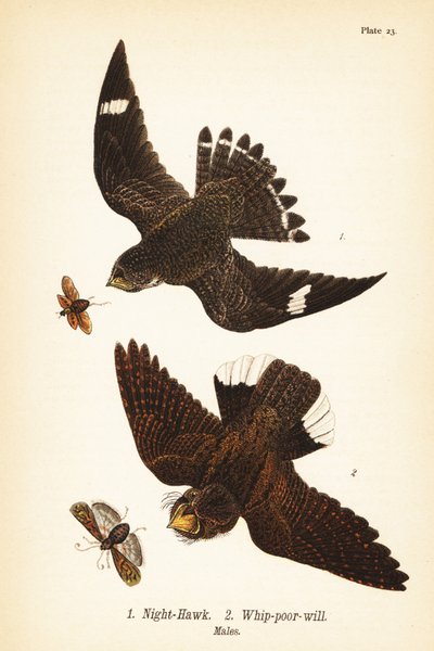 Nachtschwalbe, Chordeiles minor und Östlicher Ziegenmelker, Antrostomus vociferus, Männchen von John James (after) Audubon